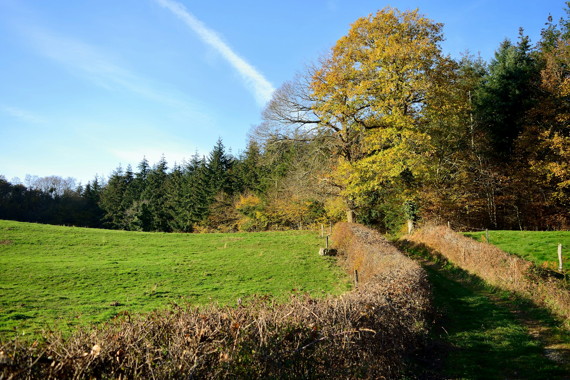 green grass field with trees under blue sky during daytime